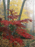 Japanese Maple Leaves in the Fall
