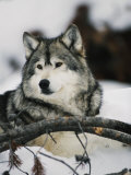 Portrait of a Captive Gray Wolf