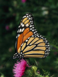A Monarch Butterfly Sits on a Thistle Flower