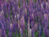 Lupines Growing Alongside Minnesotas US Route 61