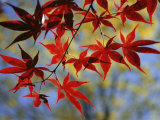 Close Views of Japanese Maple Leaves