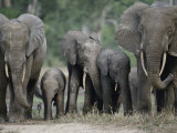 A Group of African Forest Elephants in a Clearing in the Forest