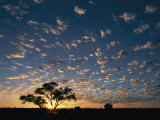 A Twilight View of a Lone Tree Silhouetted by the Setting Sun