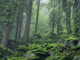 Moss-Covered Rocks Fill a Misty Wooded Hillside