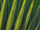 A Close View of Palm Fronds