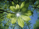 Sunlight Filters Through the Leaves of an Umbrella Tree