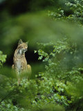 Lynx in Woodland