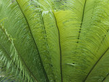 A Close View of the Leaves of a Palm Tree