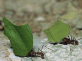 A Close View of Leaf-Cutter Ants Toting Leaf Pieces to Their Nest