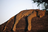 A Leopard  Panthera Pardus  Rests on a Large Tree Limb