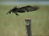 A Snail Kite Clutches an Apple Snail it Plucked from Lake Kissimmee