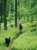 Mountain Biker and Dog on Single Track Trail Through Ferns