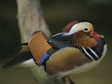 A Portrait of a Mandarin Duck