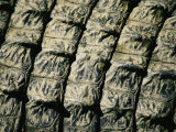 A Close View of the Scales on the Back of an American Alligator