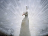 A White Peacock  Pavo Sp