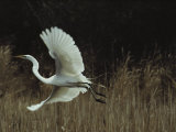 A Greater Egret Takes Flight