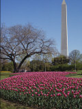 A Bed of Spring Tulips Near the Washington Monument