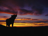 Silhouette of a Gray Wolf at Sunset