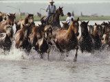 Chincoteague Cowboys Drive Their Wild Ponies to Auction