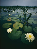 Water Lilies in the Swamp