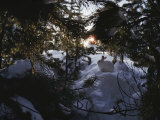 A Snowshoe Hare in a Grove of Evergreens in Winter