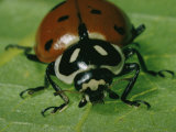 Ladybug
