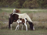 Chincoteague Ponies Grazing on Assateague Island  Virginia