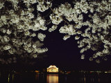 Japanese Cherry Blossoms Frame a Night View of the Jefferson Memorial