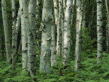 Birch Trees and Ferns in Woodland Scene