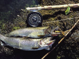 A Pair of Cutthroat Trout  Salmo Clarki  and a Reel Lie on a Bank