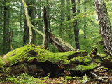 Mosses Growing on Dead Tree  Muritz National Park  Germany