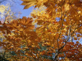 Brilliant Yellow Japanese Maples (Acer Japonicum) Exhibit Fall Colors