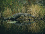 American Alligator Basking Near the Water