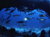 A Diver Passes by a School of Tarpon Near an Underwater Arch