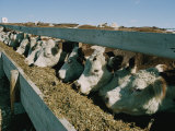 Cattle Lined-Up at a Trough to Eat
