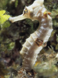 A Close View of a Longsnout Seahorse  Hippocampus Reidi