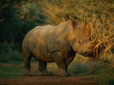 A View of a Rhinoceros