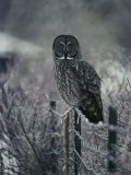 Portrait of a Great Gray Owl on a Frosty Fence in Winter