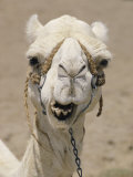 Close-up of a Camel on Market Day