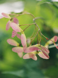 Samaras  the Pink and Green Fruit of the Japanese Maple Tree