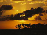 Silhouetted Palm Trees and Sun Behind Clouds at Twilight