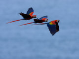 Three Scarlet Macaws (Ara Macao) in Flight  Blue Sky Background