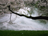 A Cherry Blossom Tree Branch Hangs Above the Imperial Palace Moat