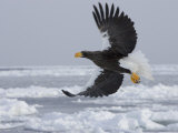 Stellers Sea Eagle in Flight Over Sea Ice (Haliaeetus Pelagicus)
