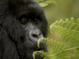 Endangered Mountain Gorilla (Gorilla Gorilla Beringei)  Close-up Face