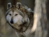 Portrait of a Captive Mexican Gray Wolf  the Rarest Wolf in North America