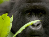 Mountain Gorilla (Gorilla Gorilla Beringei)Behind Green Leaves