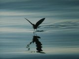 A Shorebird Gently Hops Along the Waters Surface