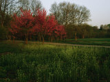 Spring View in Louisvilles System of Olmsted Parks and Parkways