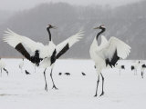 Pair Endangered Red-Crowned Cranes in Mating Dance (Grus Japonensis)